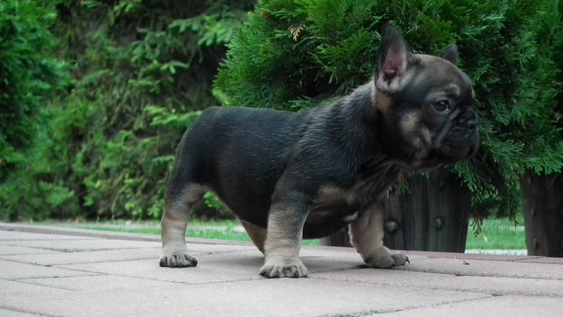 sable and tan 6,7,2014 101
