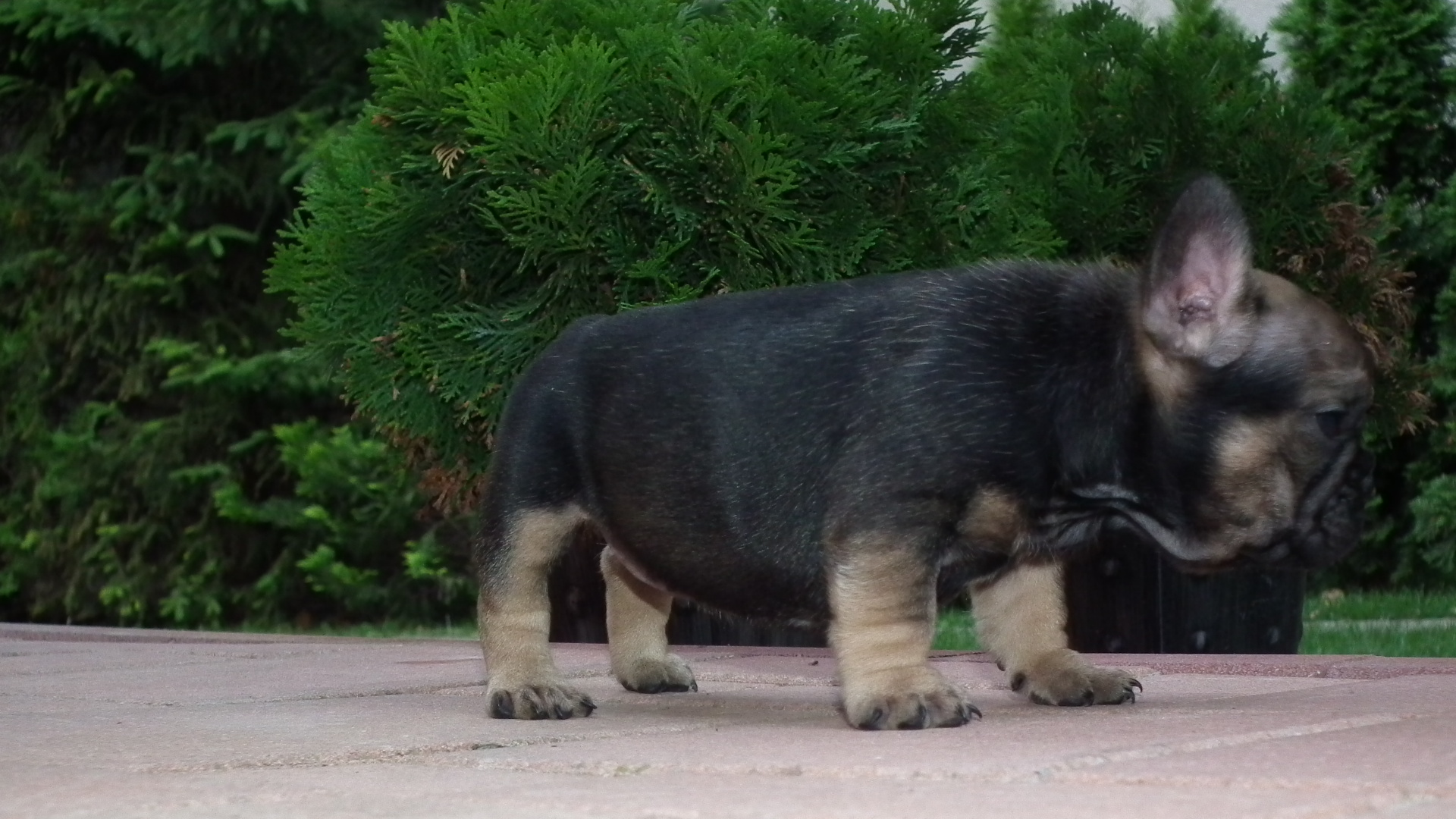 sable and tan 6,7,2014 119