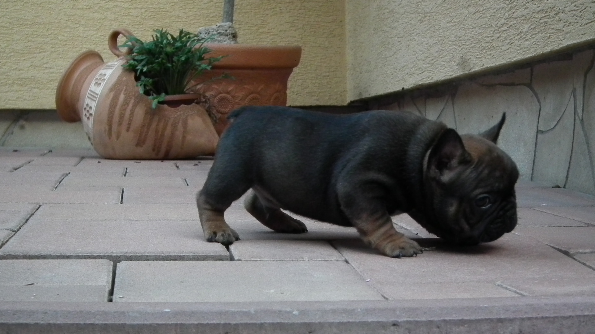 sable and tan 6,7,2014 056