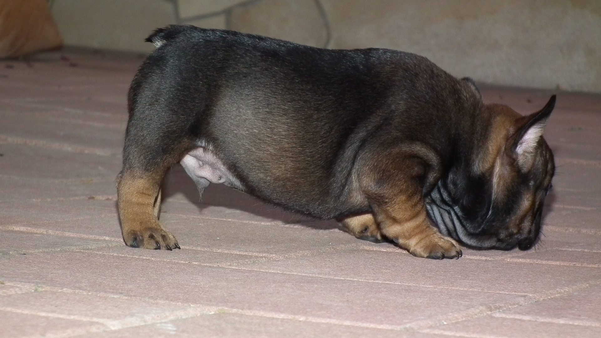 sable and tan 6,7,2014 152