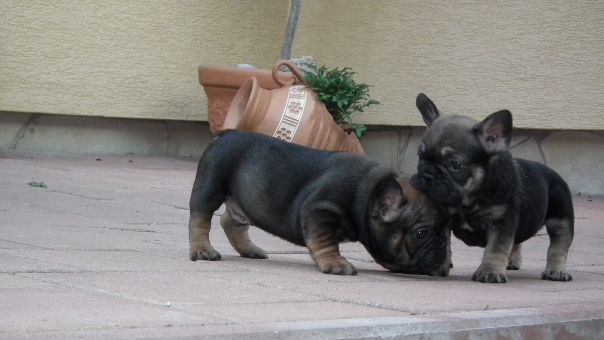 sable and tan 6,7,2014 158