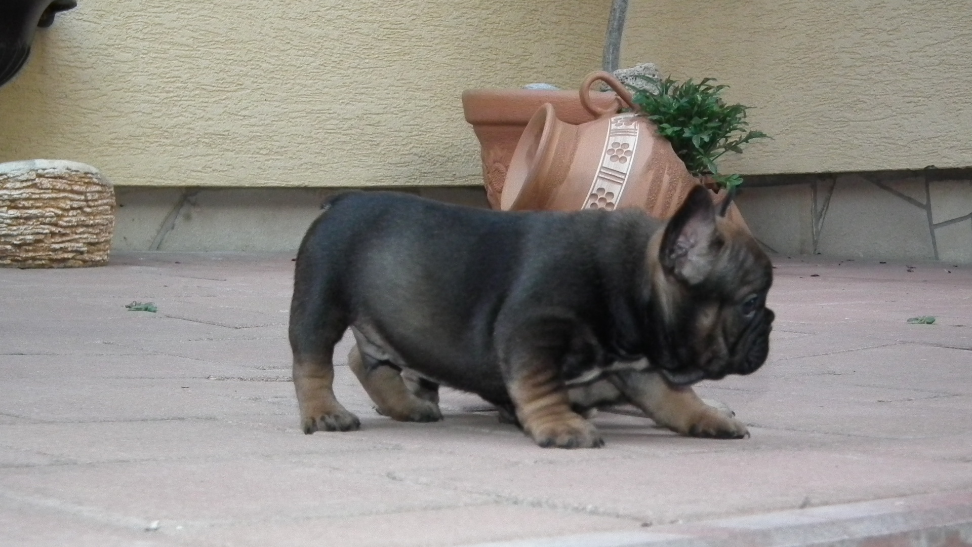 sable and tan 6,7,2014 161