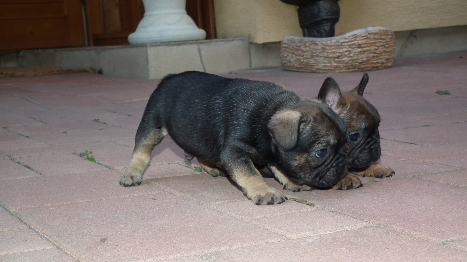 sable and tan 6,7,2014 182
