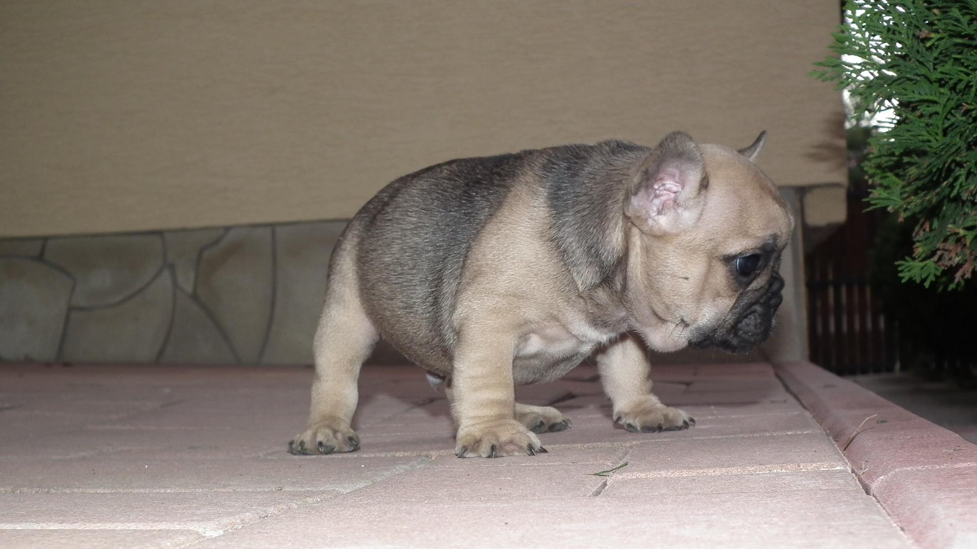 DSCF4477