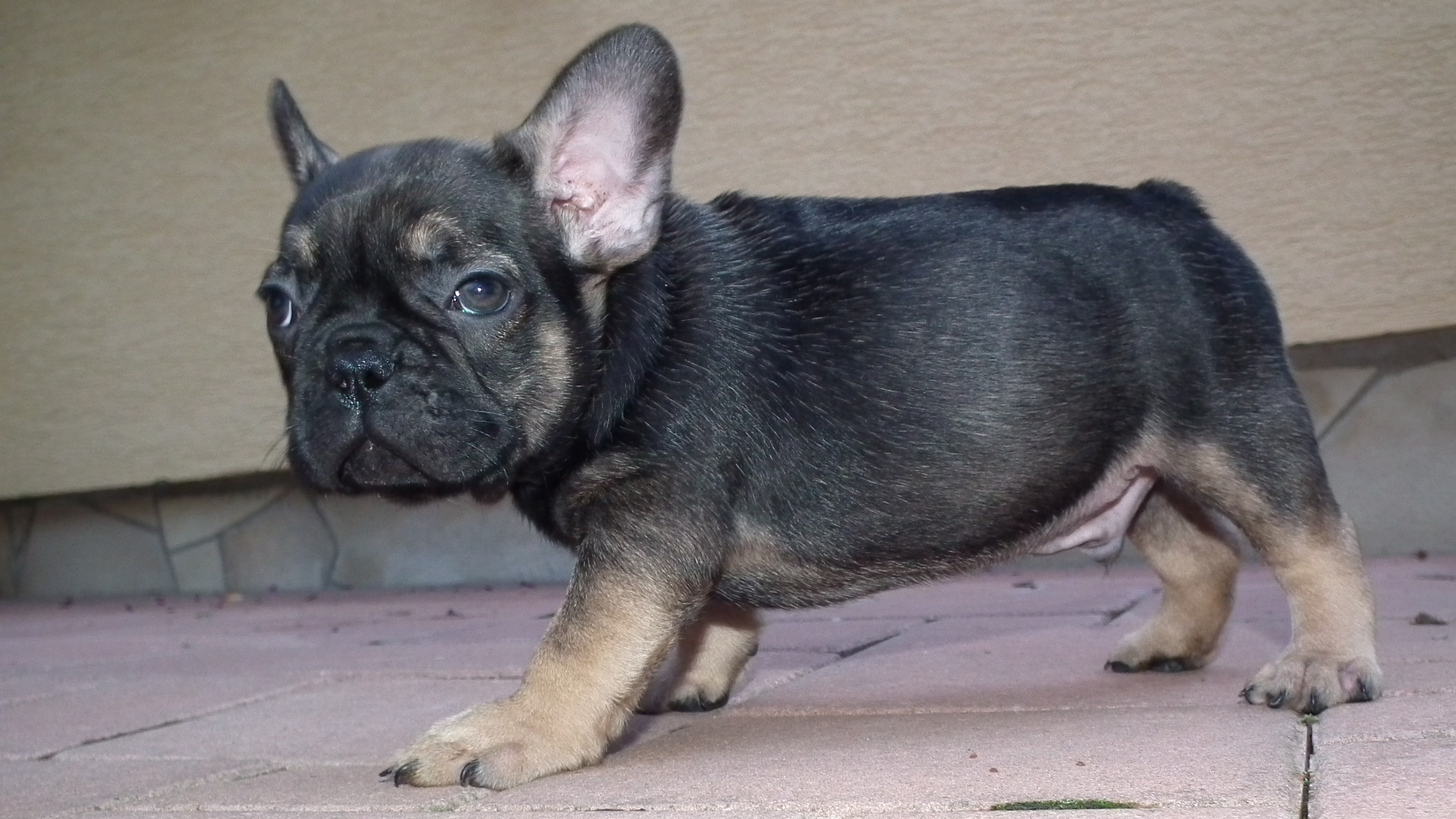 sable and tan boy2 108