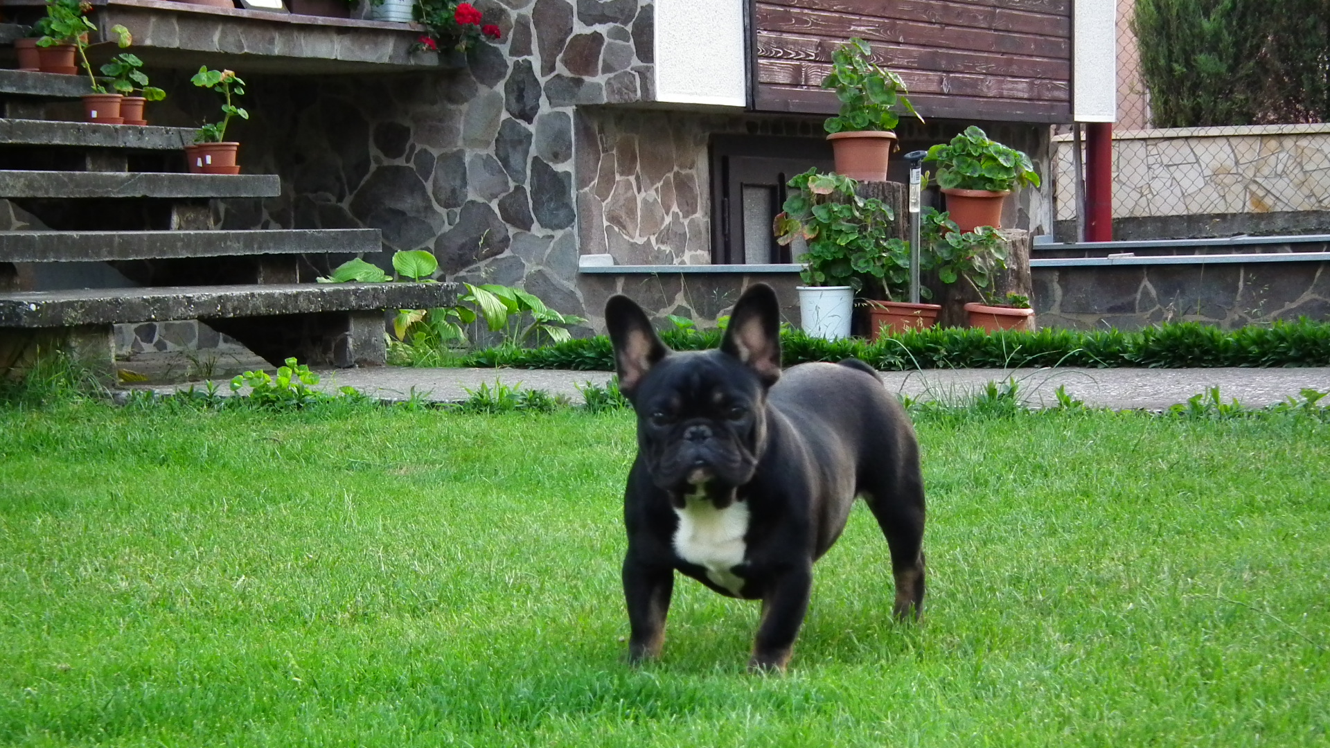 sable 2+1 051