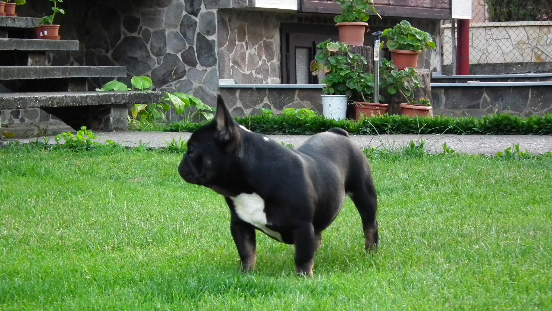 sable 2+1 052