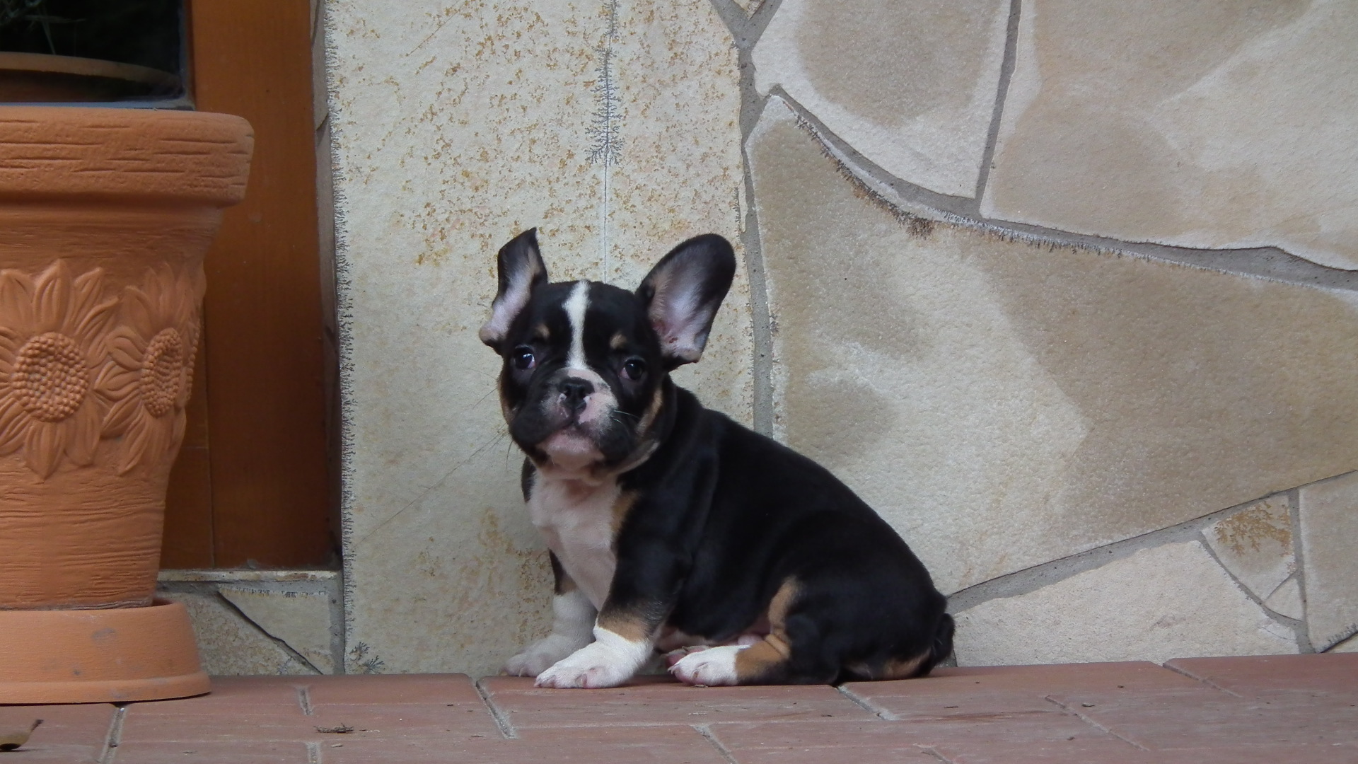 black and tan male 041