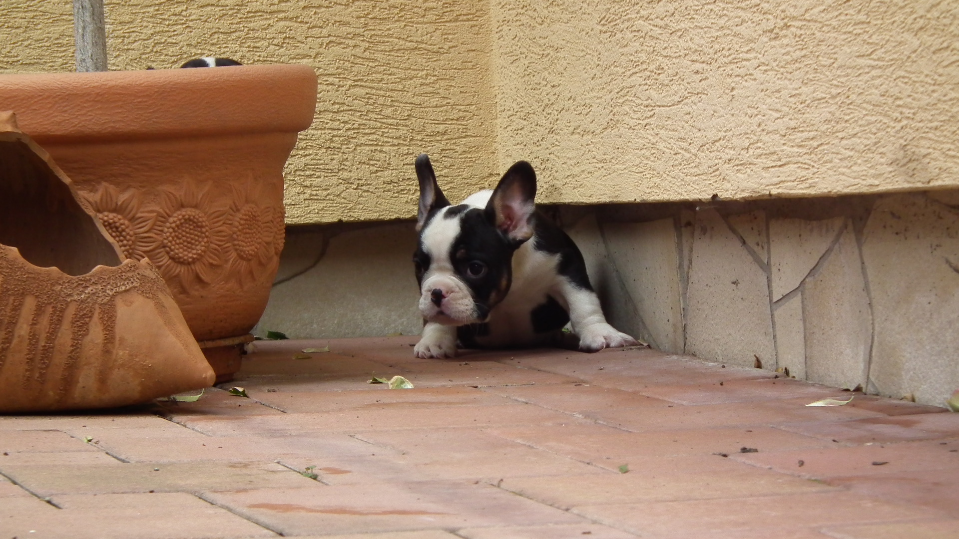 black and tan male 001