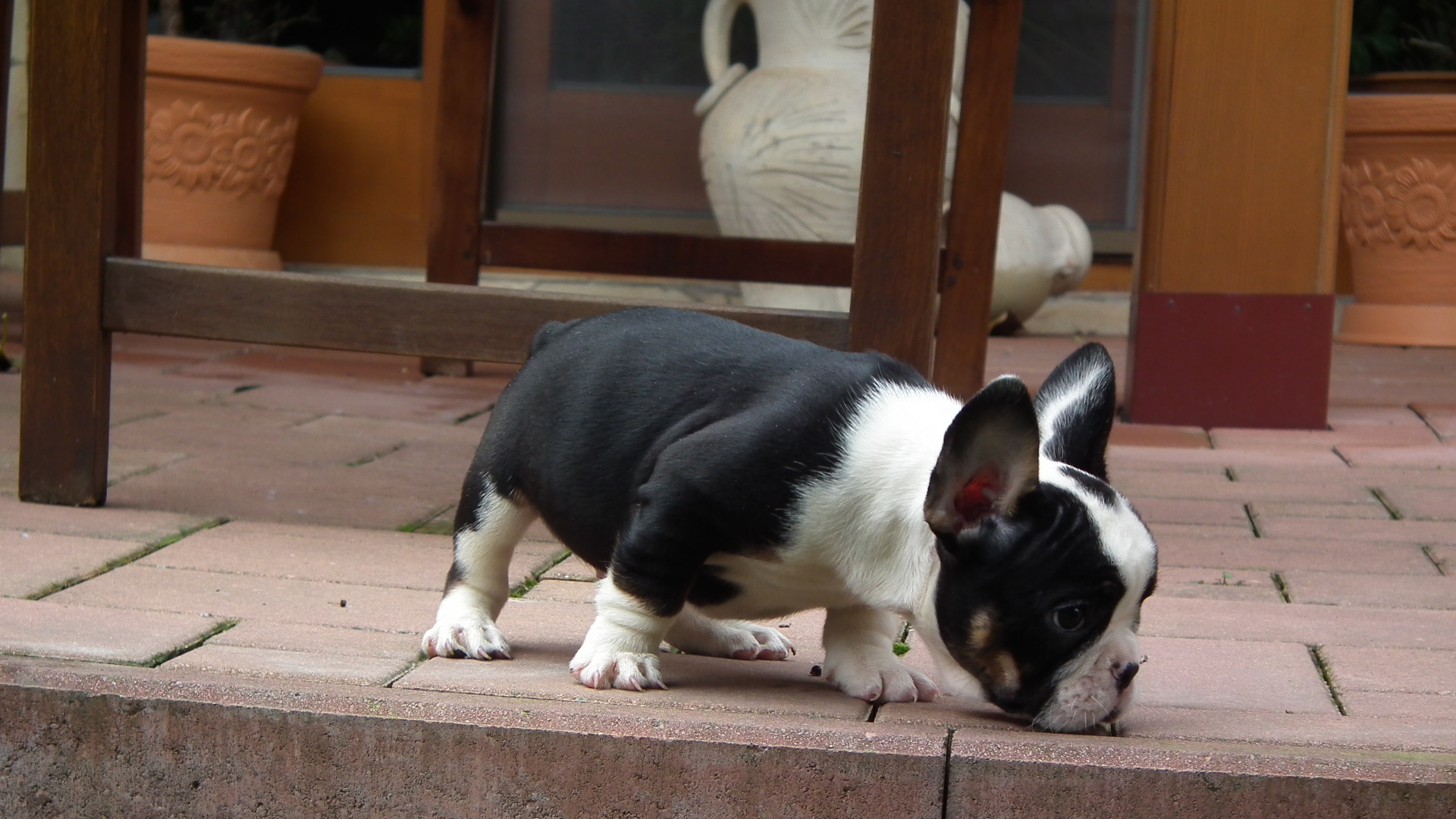 black and tan male 033