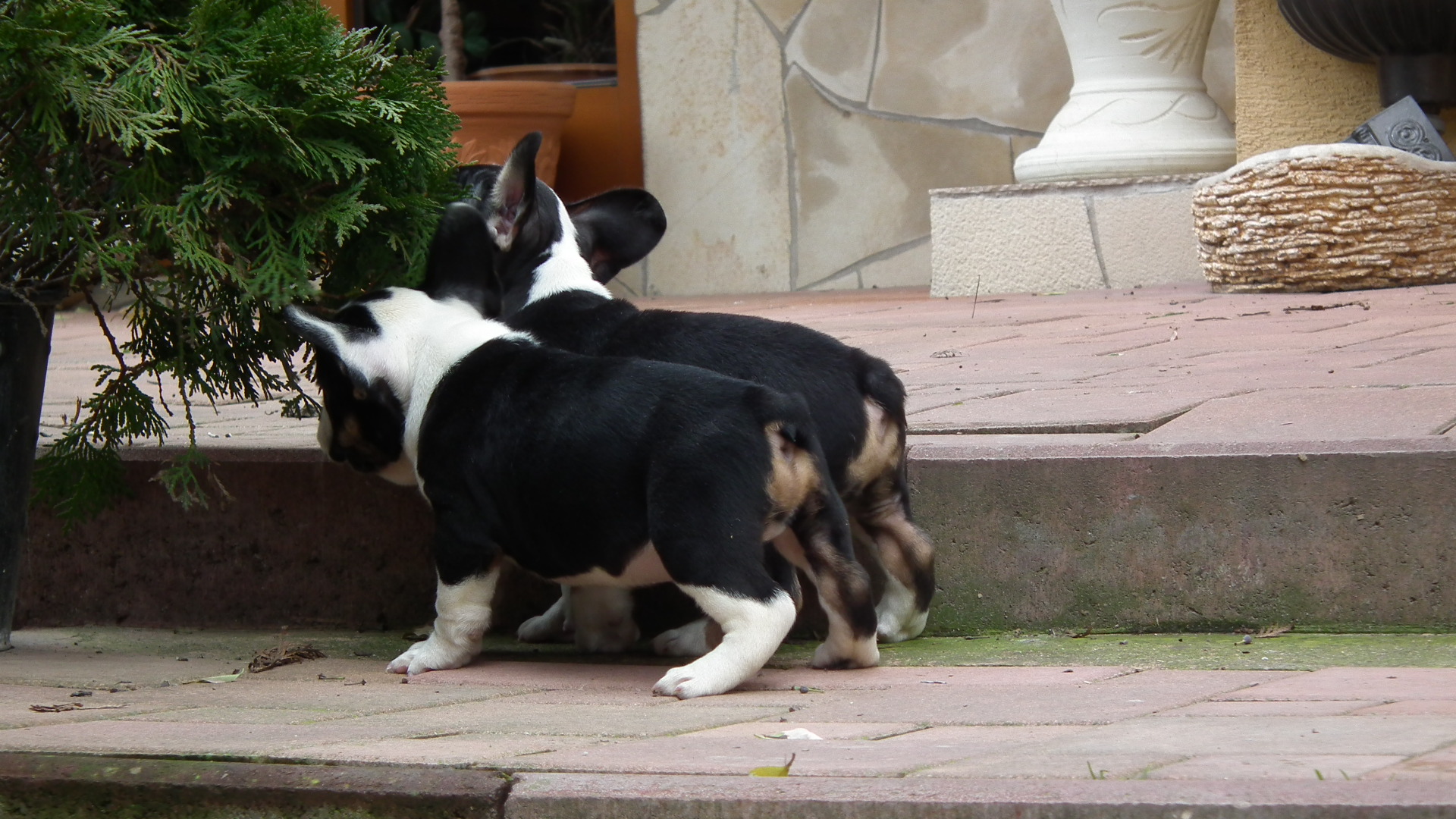 black and tan male 077
