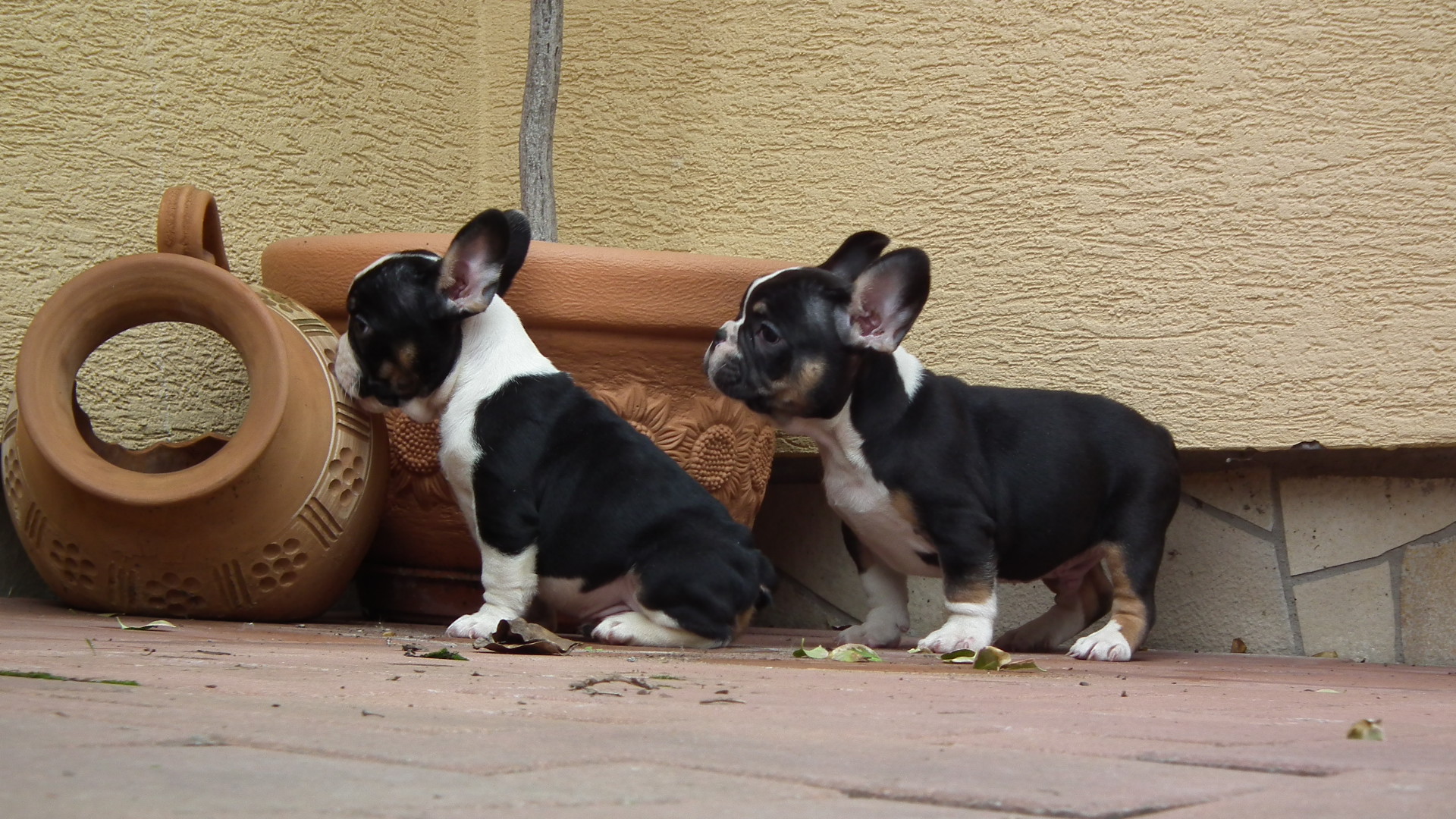 black and tan male 100