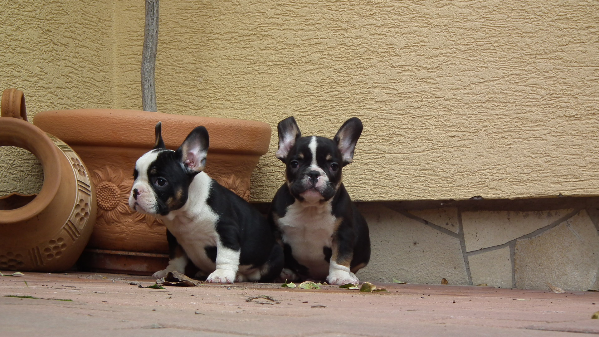 black and tan male 106