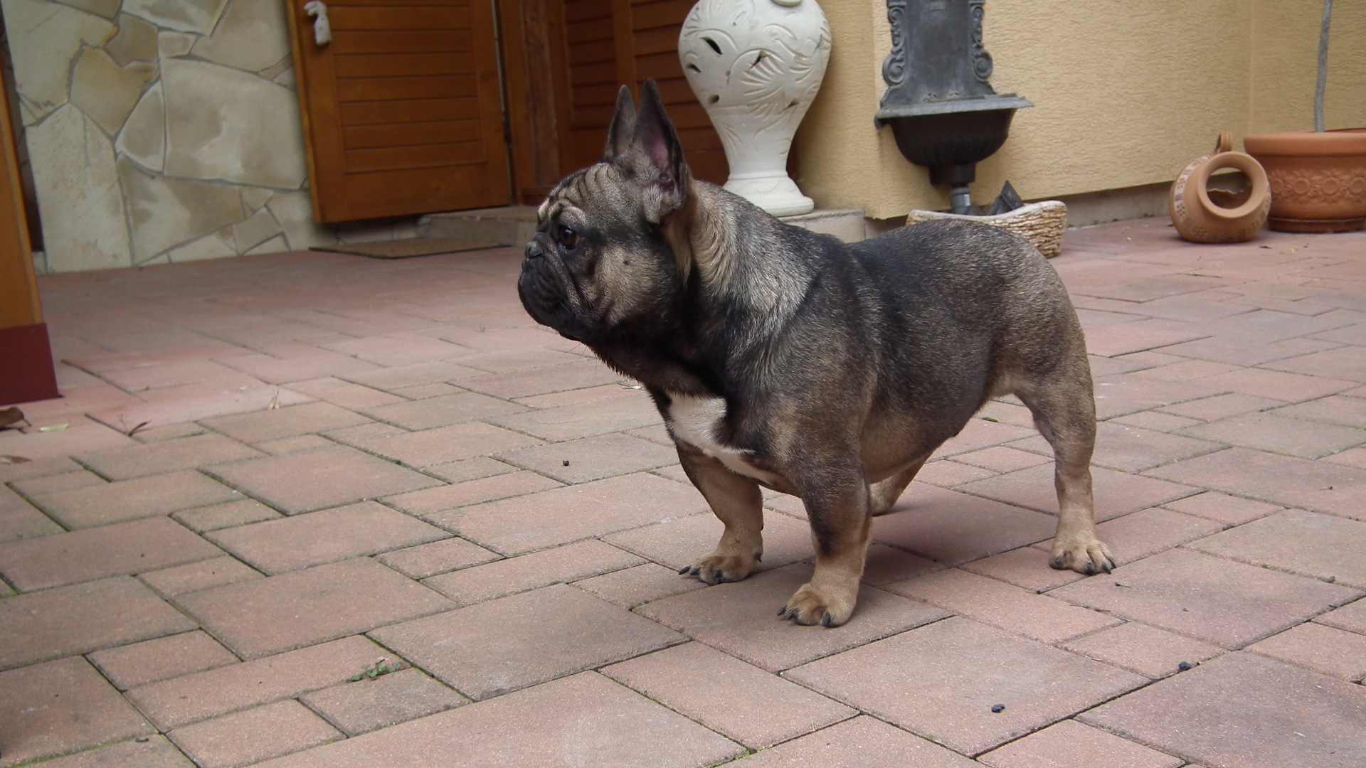 BOMBER JUNIOR 025