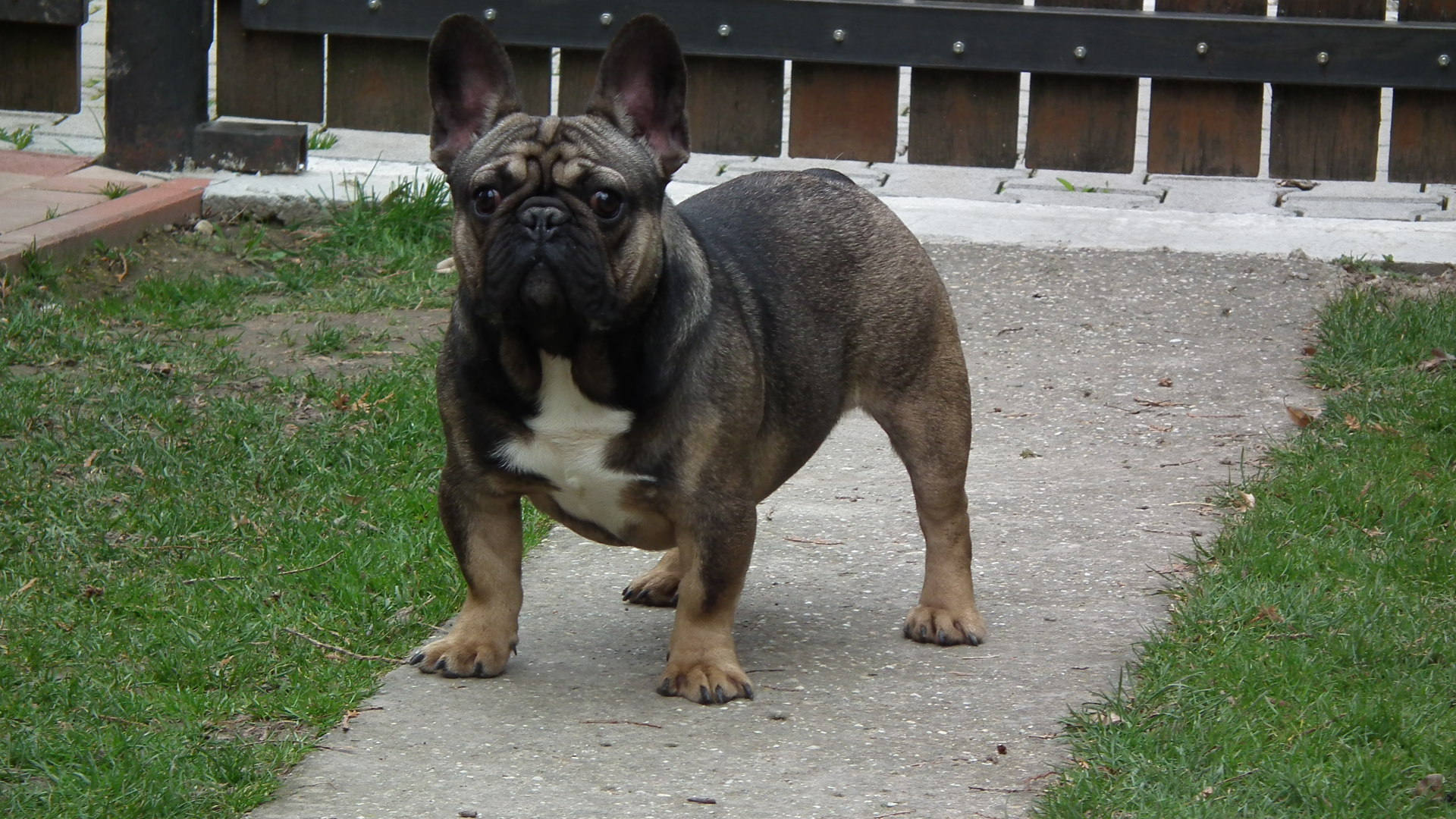 BOMBER JUNIOR 102