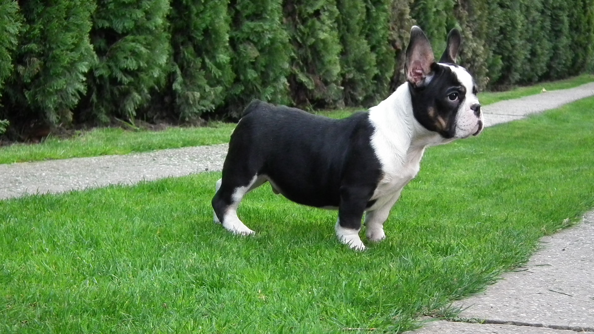 ROCKY 125