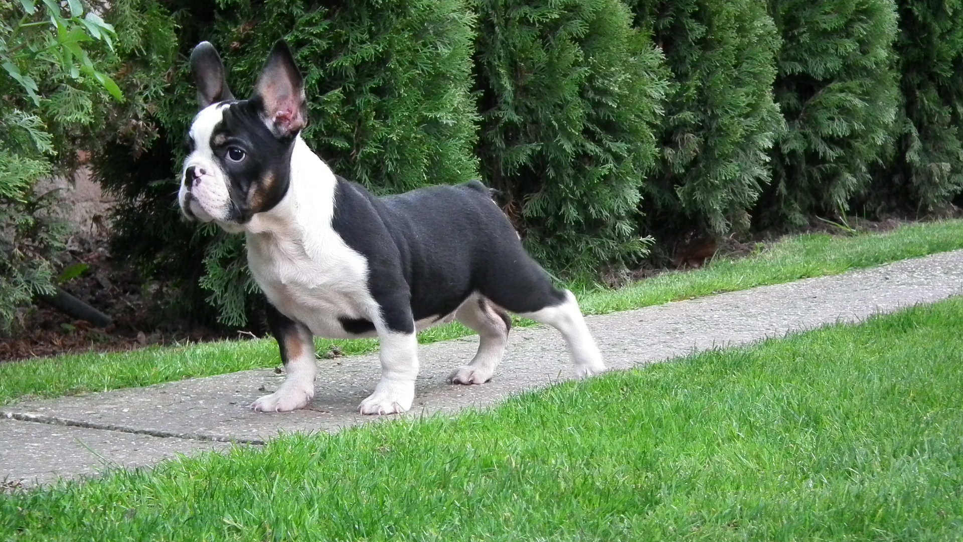 ROCKY 126