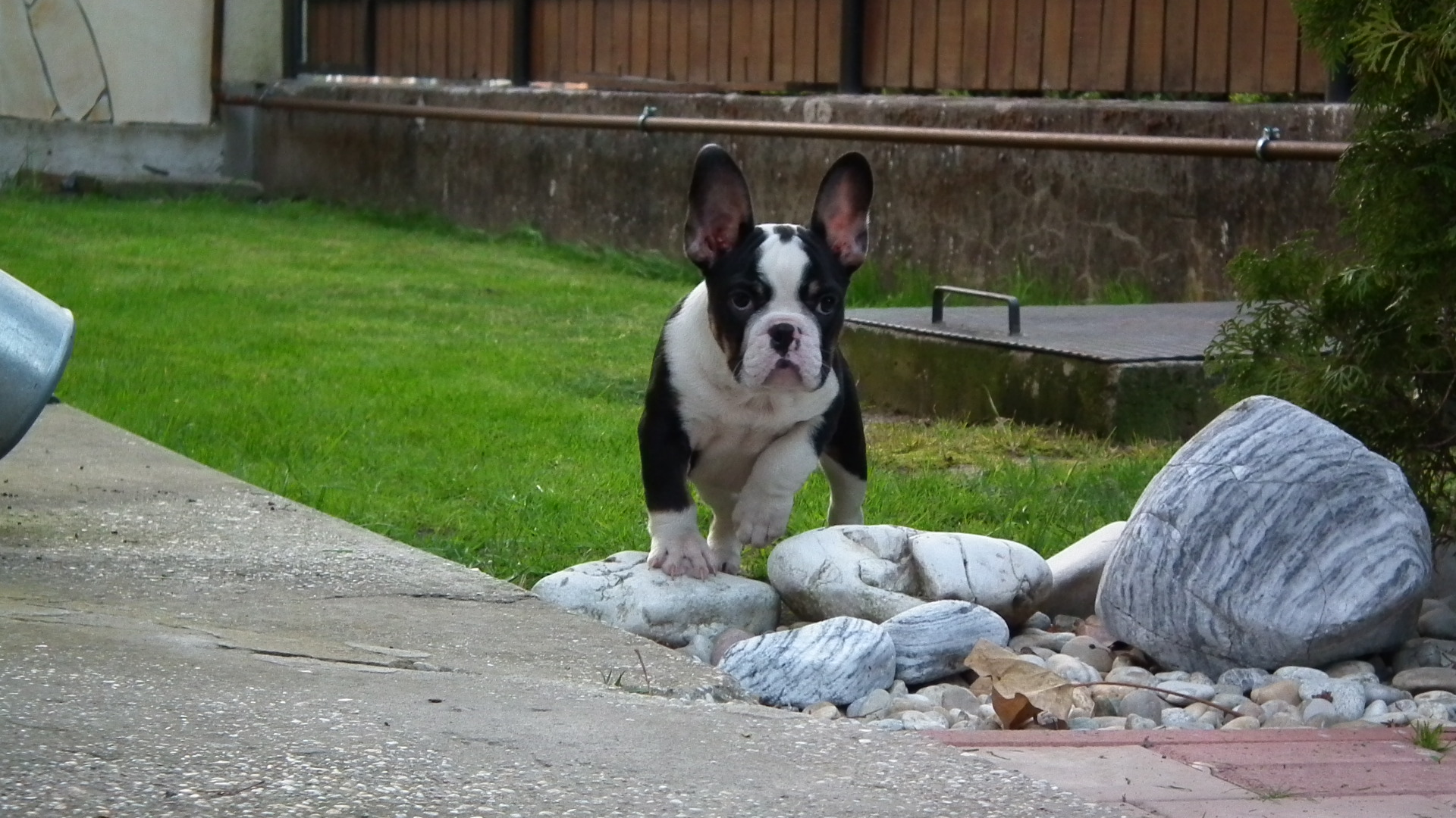 ROCKY 136