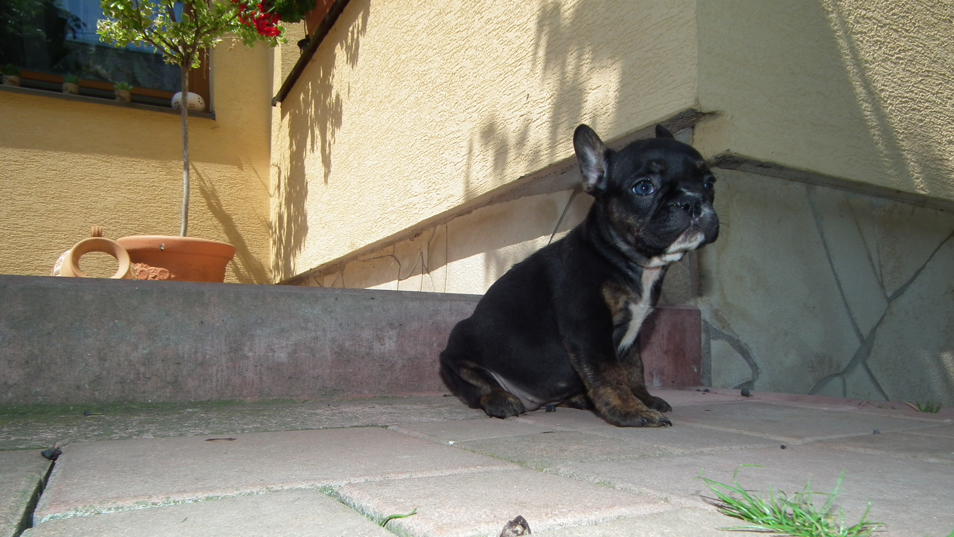 b nt lila 031
