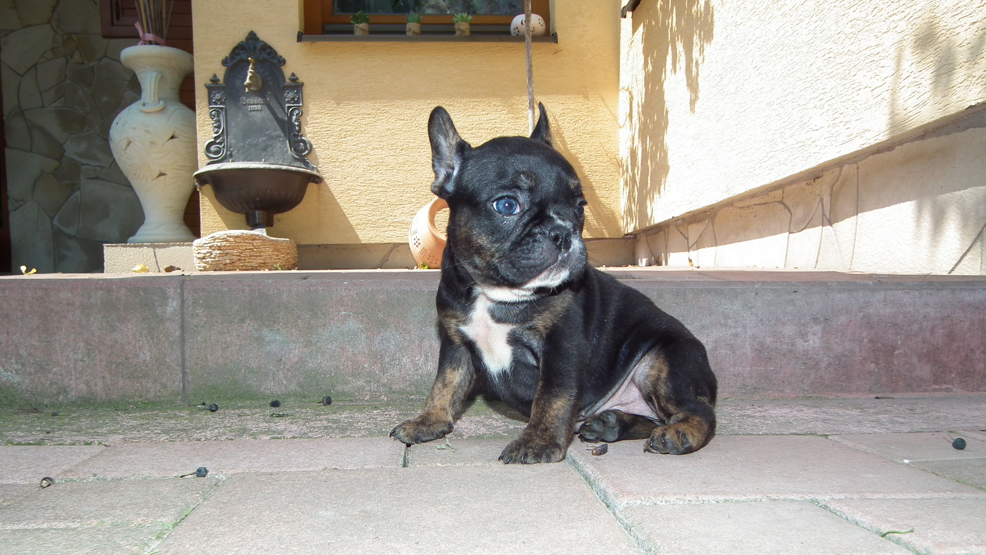 b nt lila 034