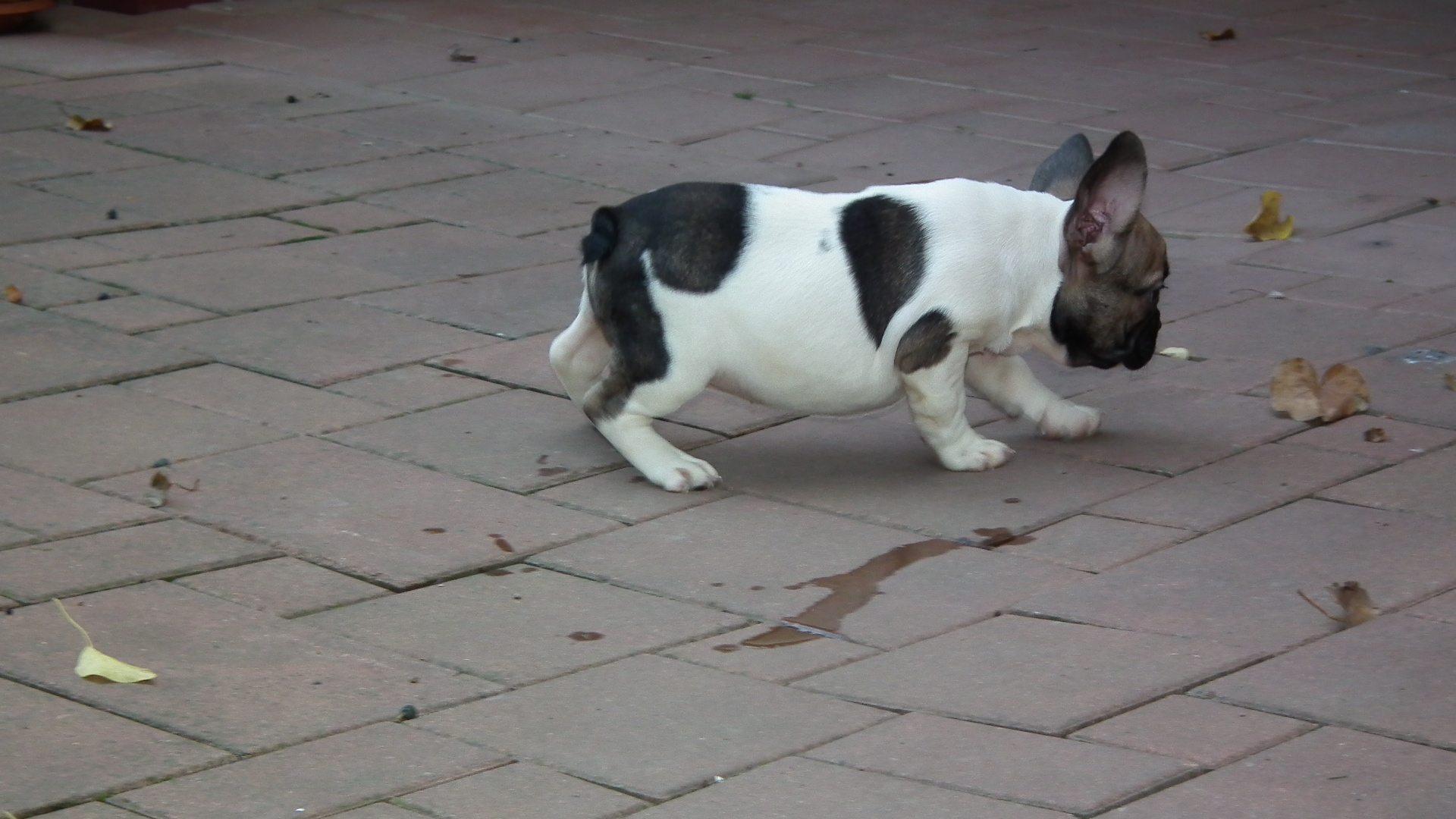 sable pied 084