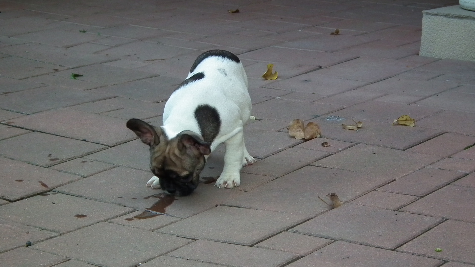 sable pied 085