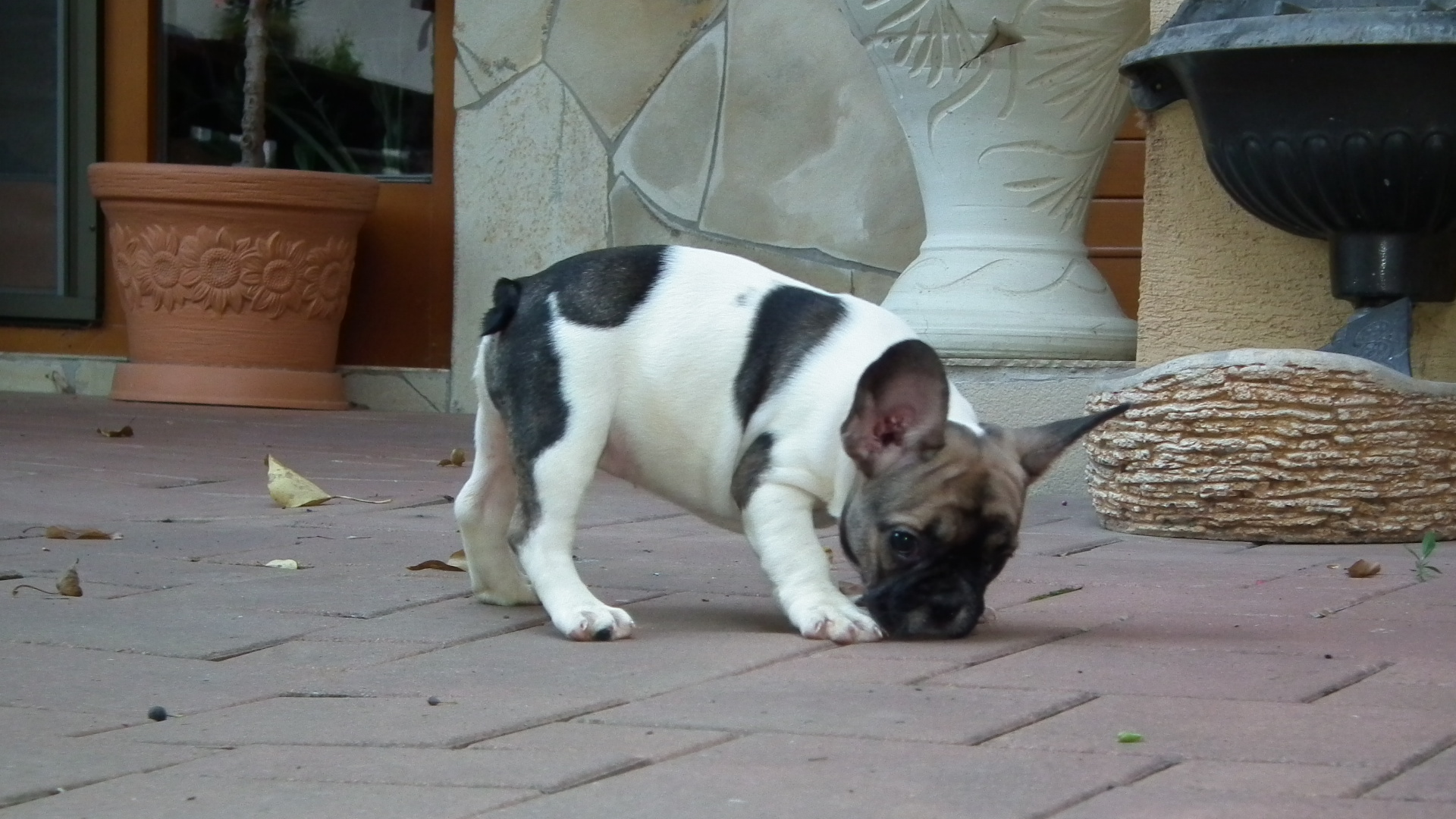 sable pied 050