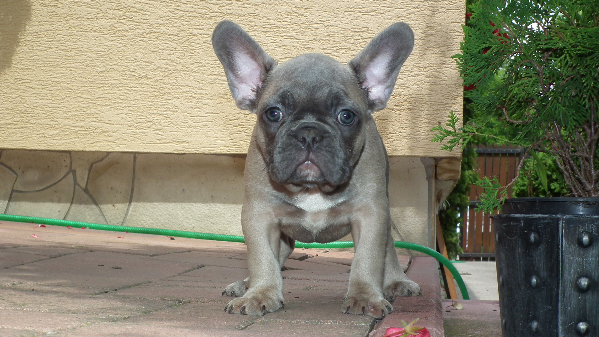 blue sable female 174