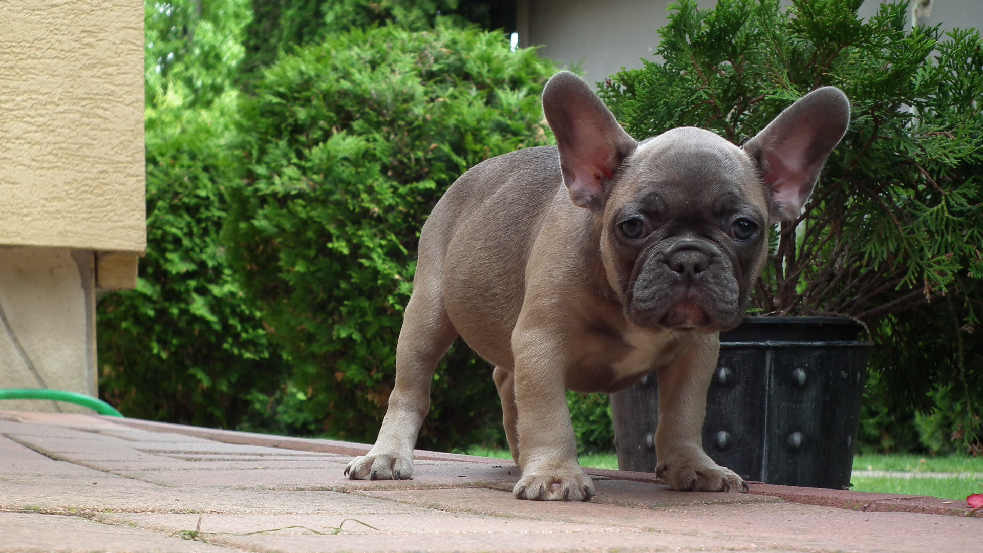 blue sable female 190