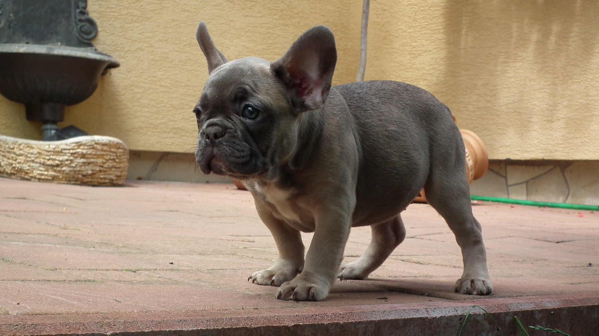 blue sable female 219