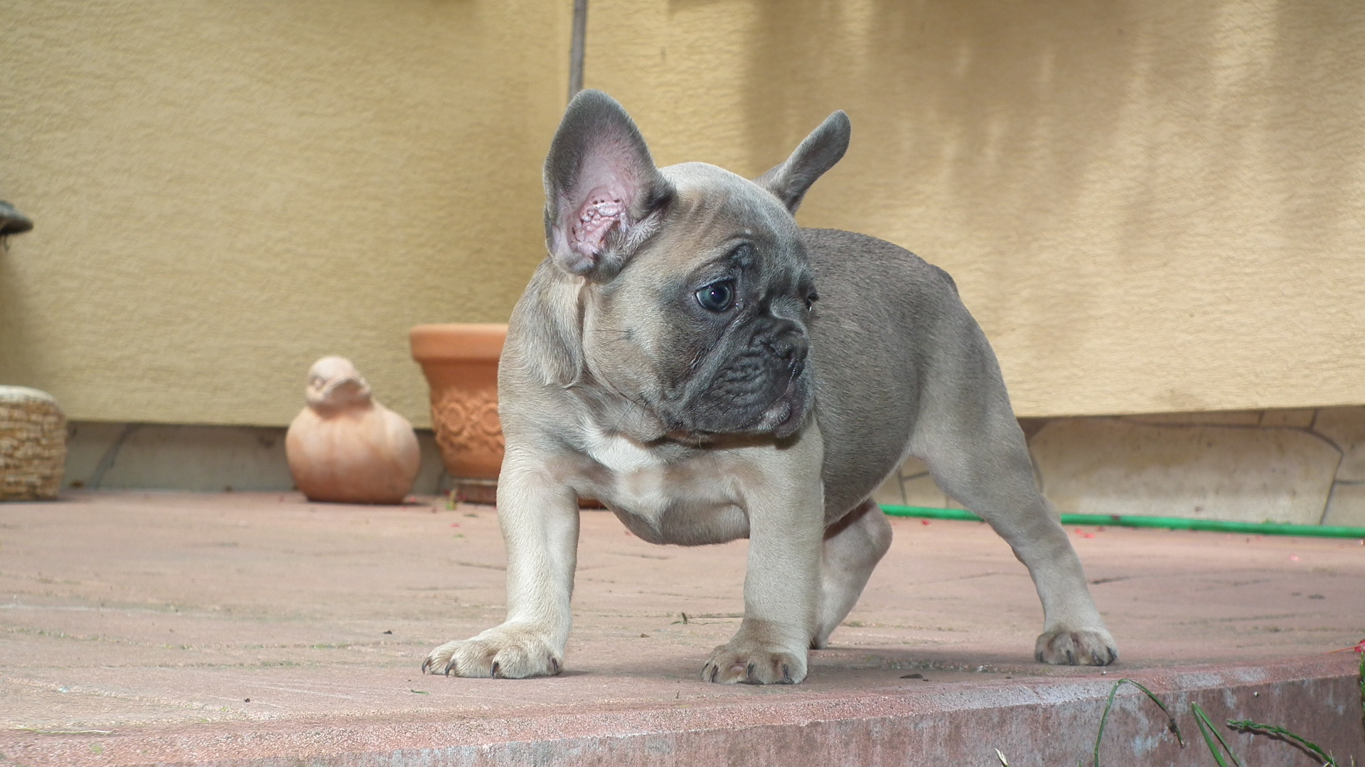 blue sable female 230
