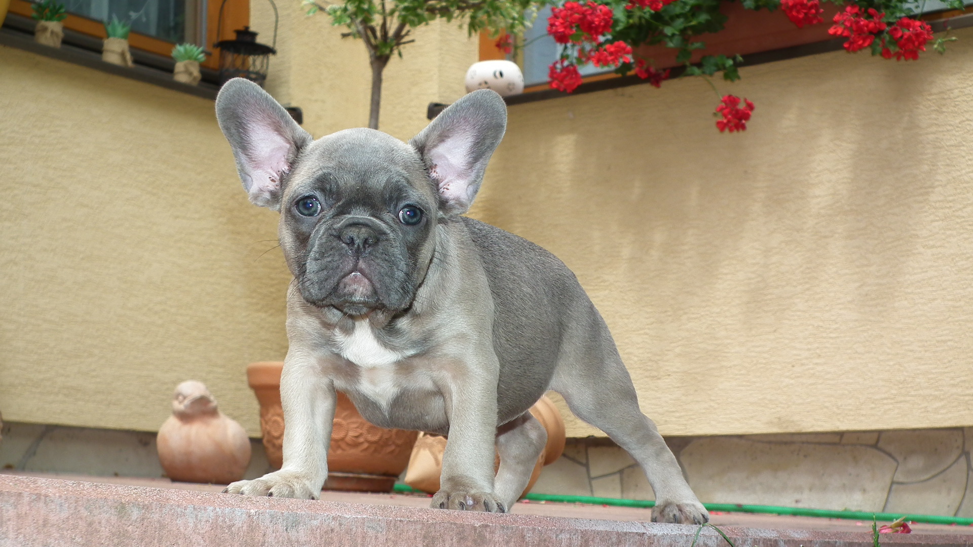 blue sable female 245