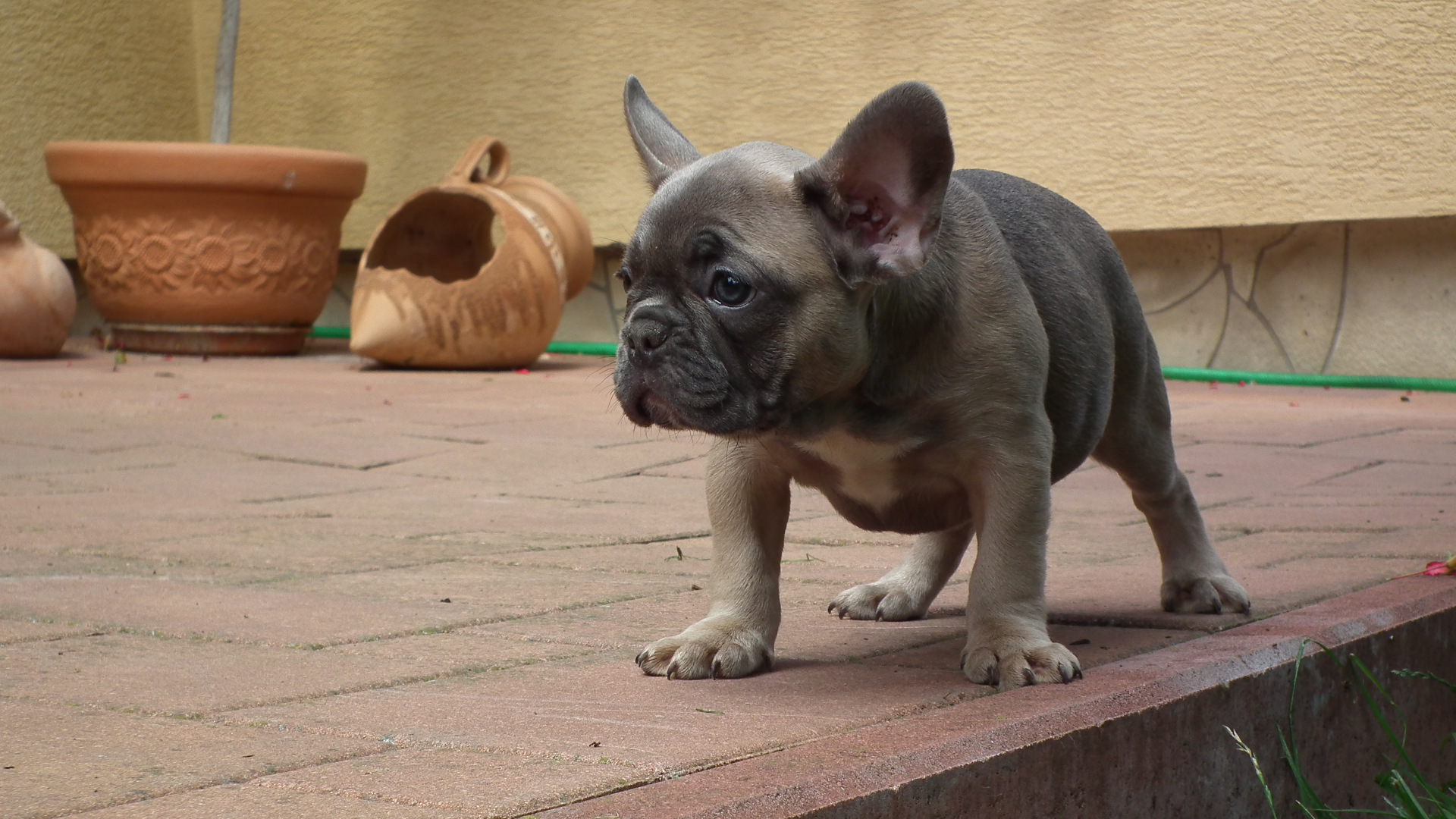 blue sable female 254