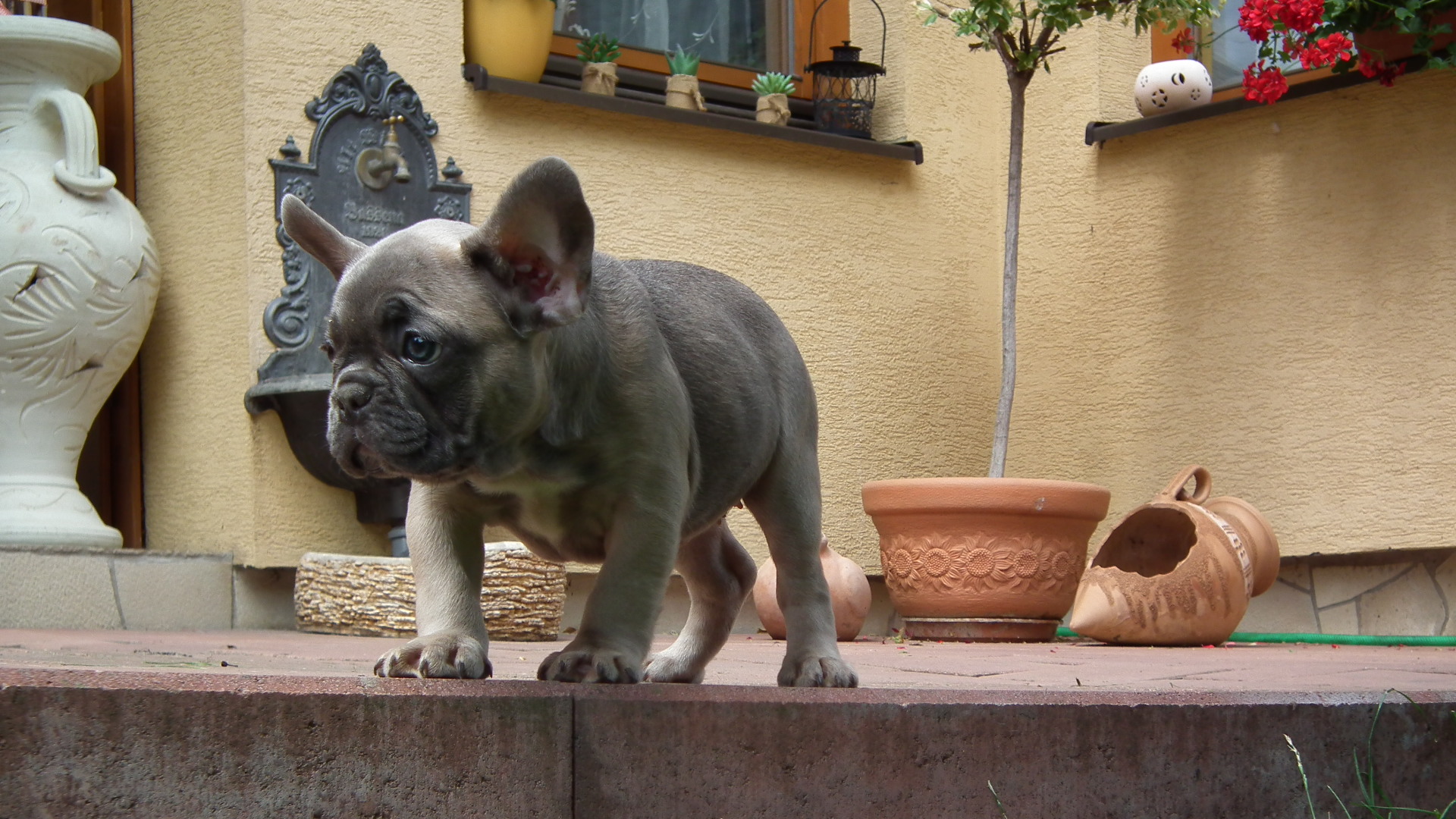 blue sable female 271