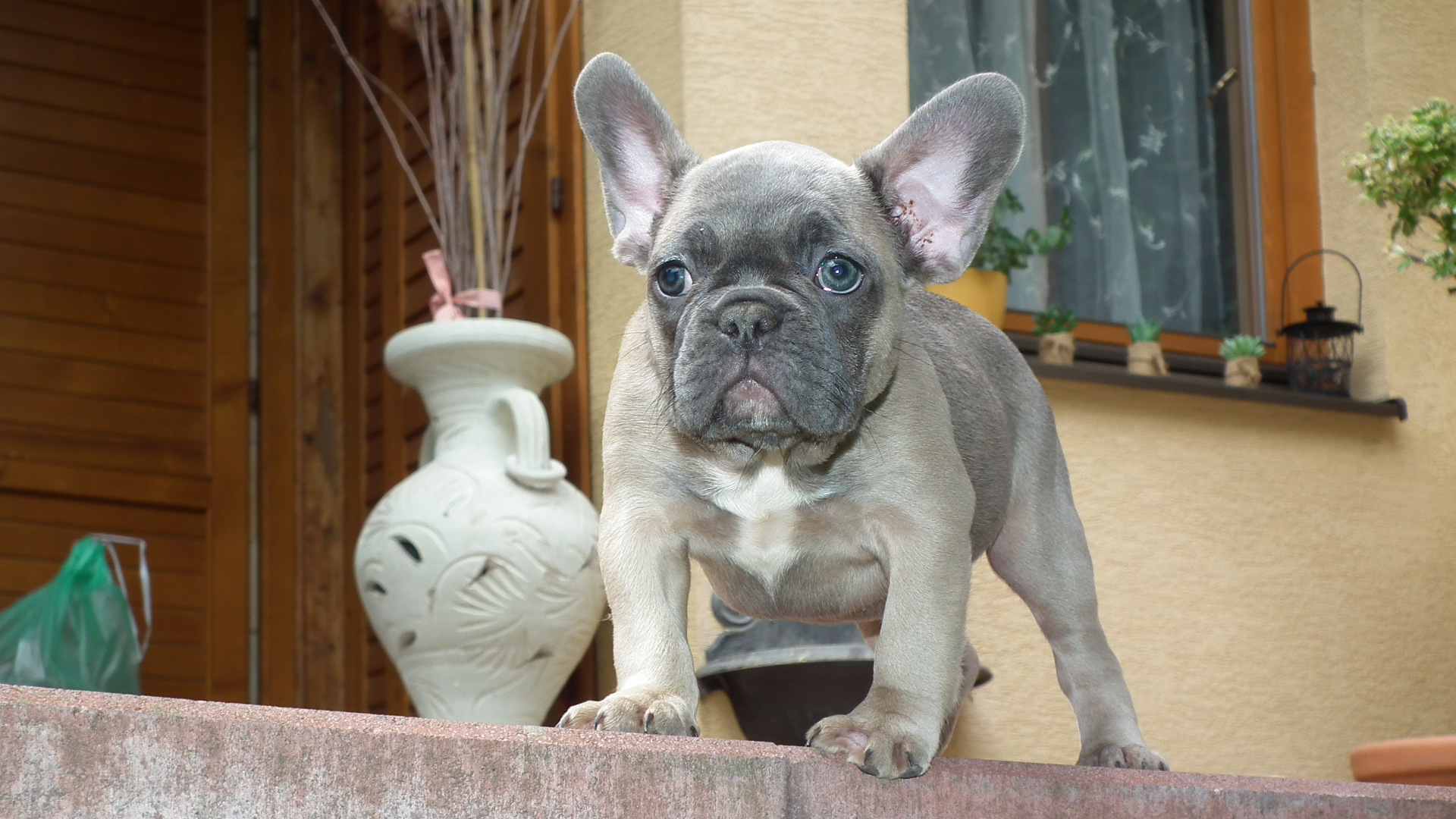 blue sable female 288