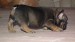 sable and tan 6,7,2014 151