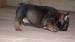 sable and tan 6,7,2014 152