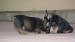 sable and tan 6,7,2014 153