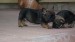 sable and tan 6,7,2014 155