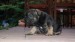 sable and tan 6,7,2014 215