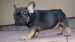 sable and tan boy2 108