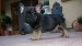 sable and tan boy2 163