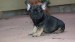 sable and tan boy2 010