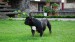sable 2+1 052
