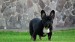 sable 2+1 057