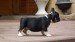 black and tan male 005
