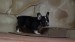 black and tan male 012