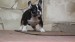 black and tan male 025