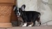 black and tan male 031