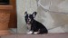 black and tan male 041